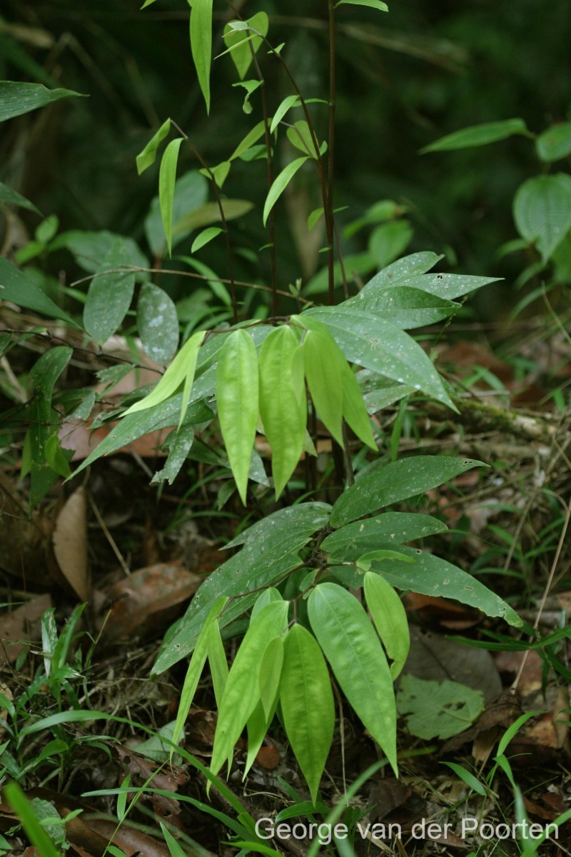 Thottea siliquosa (Lam.) Ding Hou